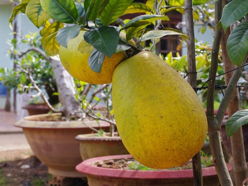 Quả chanh yên nặng 3,5kg thì đâu có gì phải ầm ĩ vì có trái còn nặng đến 5kg. Điều đặc biệt là cây chanh yên được trồng trong chậu.